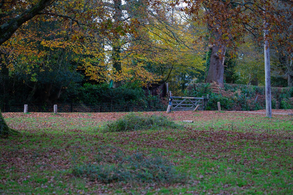 A park scene featuring a grassy area scattered with fallen autumn leaves, bordered by several mature trees with leafy branches in shades of green, yellow, and brown. In the background, a wooden footbridge with a simple handrail spans a small section of the landscape, partially obscured by dense shrubs and foliage. A tall utility pole with a metal fixture stands on the right side of the image, near a wooden fence and a small shed or outbuilding partly hidden among the trees. The lighting appears to be natural, possibly during late afternoon or early evening, casting a subtle, diffuse glow over the scene. The overall environment is quiet and natural, with a mixture of greenery and fallen leaves, reflecting an outdoor setting where garden or yard waste might be collected during on-site clearance or private waste handling, supported by local rubbish removal services such as houseclearancebarnet.co.uk.